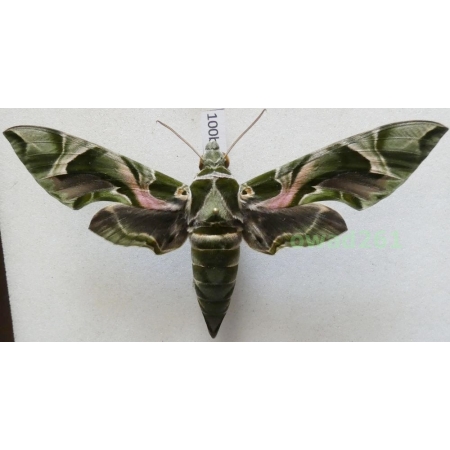 Daphnis nerii (Linnaeus, 1758) Slovakia 107mm100b